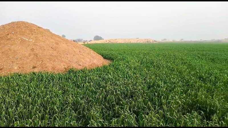 Agriculture Land for Sale in Bahawalpur 4