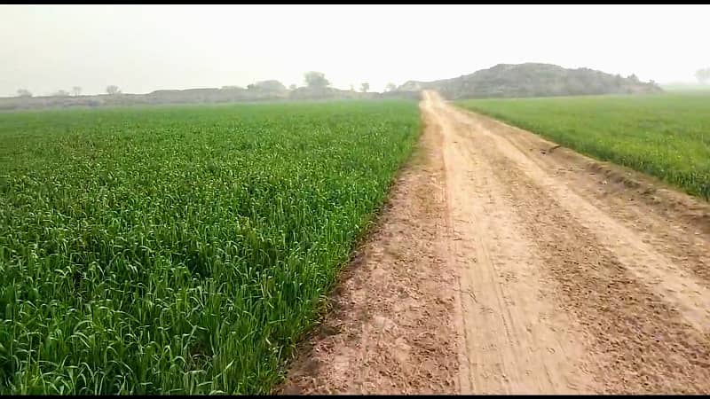Agriculture Land for Sale in Bahawalpur 5