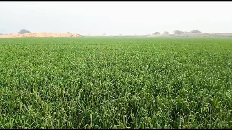 Agriculture Land for Sale in Bahawalpur 6