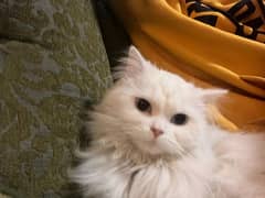 White Persian long Coted urgent sale