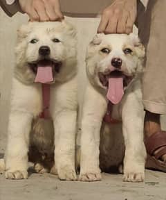 alabai dog pair male and female 2 month for sale cargo Al Pakistan 0
