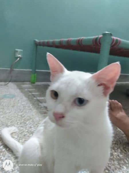 Persian cat 12