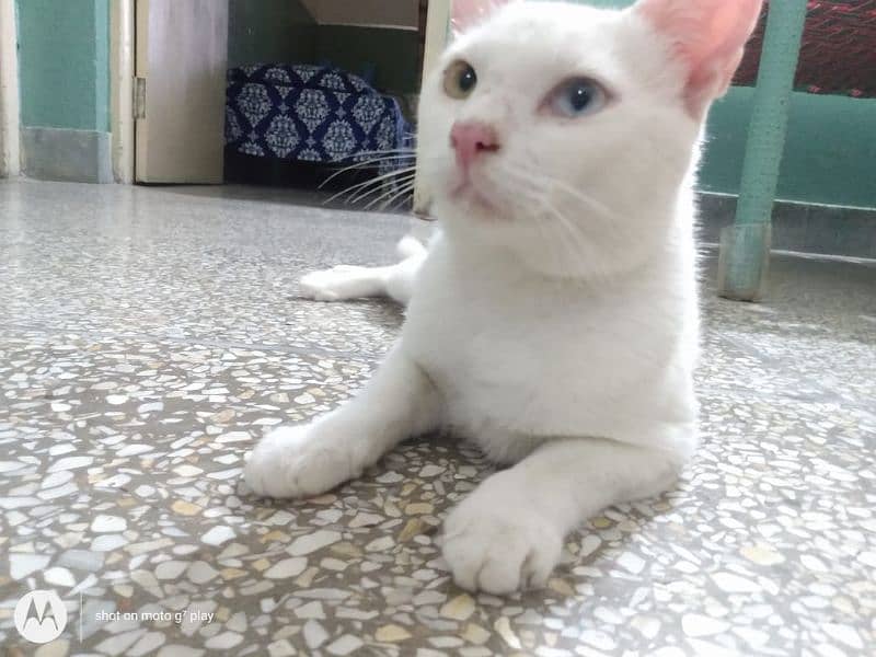 Persian cat 13