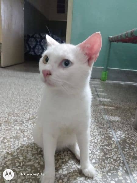 Persian cat 14