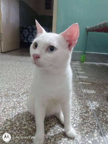 Persian cat 15