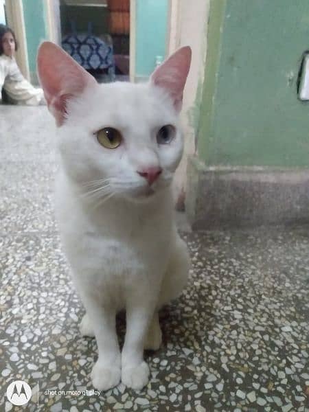 Persian cat 17
