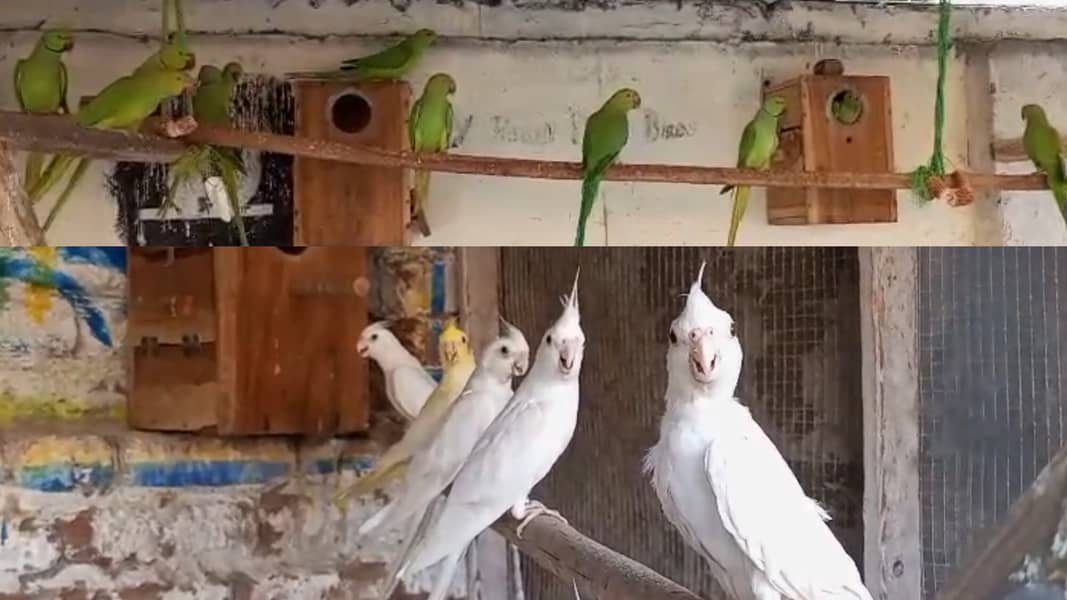 Guarantee Breeder pairs with history all colony parrots 0