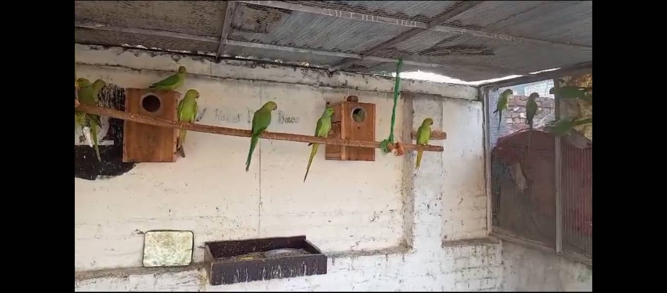 Guarantee Breeder pairs with history all colony parrots 3