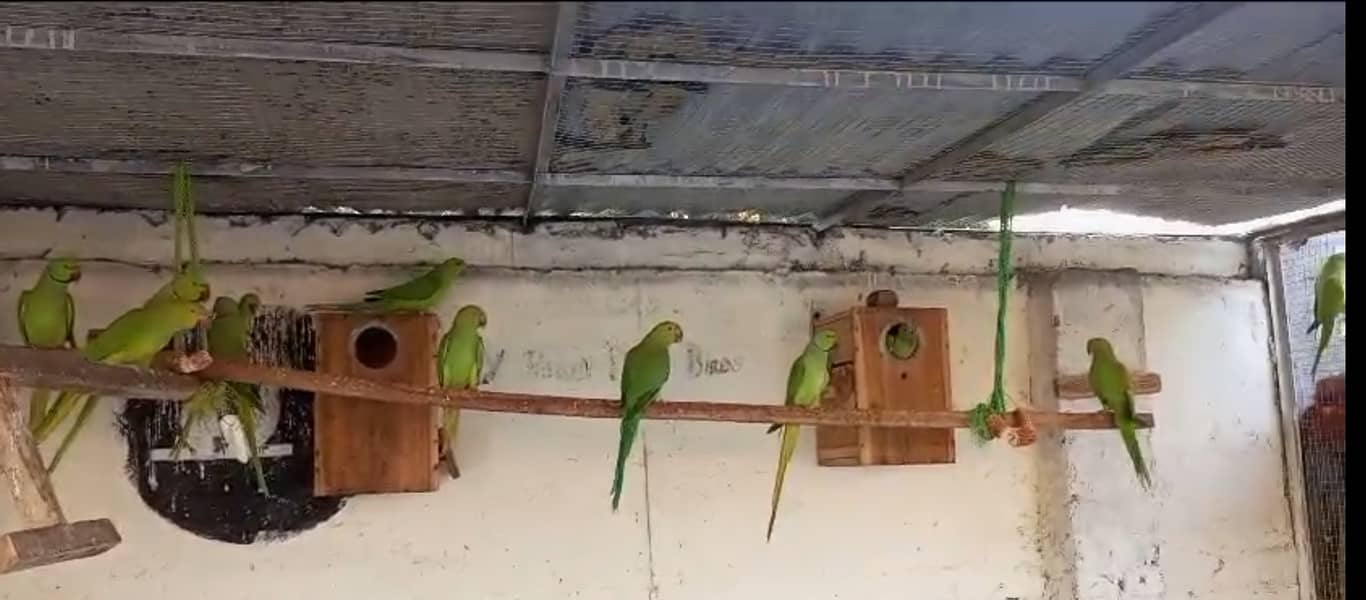 Guarantee Breeder pairs with history all colony parrots 4