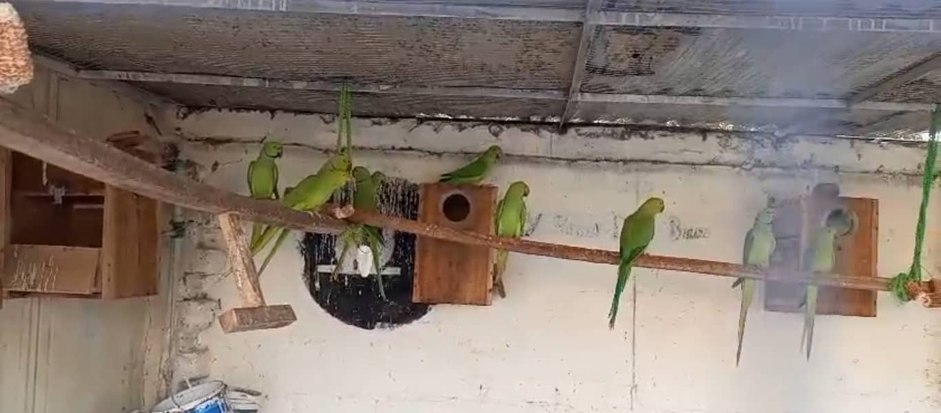 Guarantee Breeder pairs with history all colony parrots 5