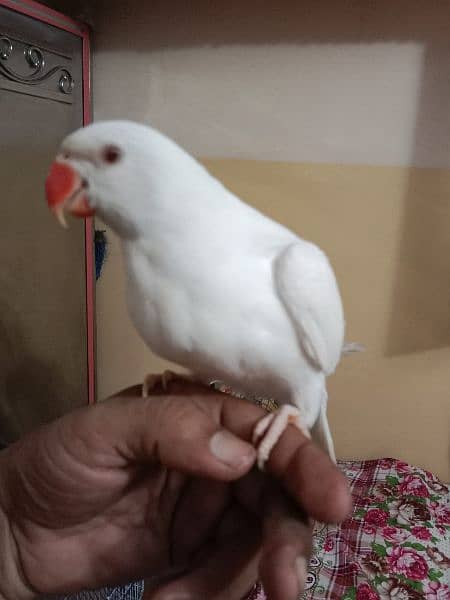 colour ringneck for sale in good price. . 1