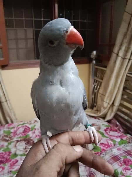 colour ringneck for sale in good price. . 2