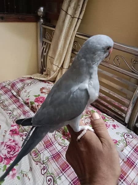 colour ringneck for sale in good price. . 3