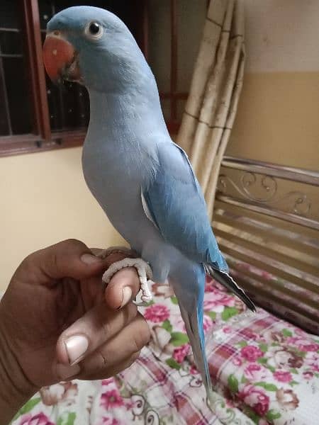colour ringneck for sale in good price. . 4