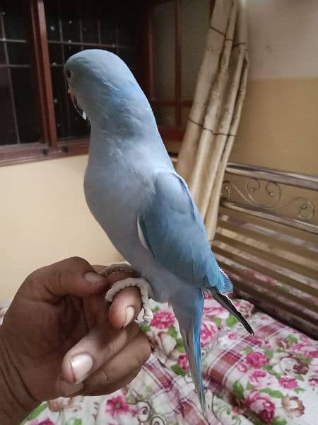 colour ringneck for sale in good price. . 5