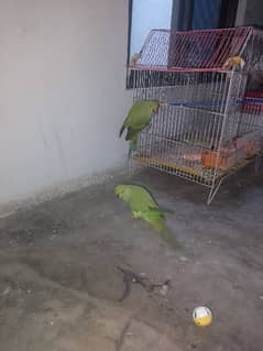 green neck two parrot for sale