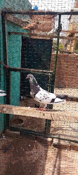 breedar pair fore sale 1