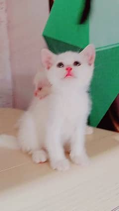 persian triple coated kitten 0