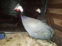 Gunie fowl best quality breeder pair for sale