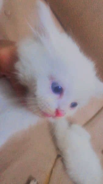 persian cat triple coat blue eyes 4