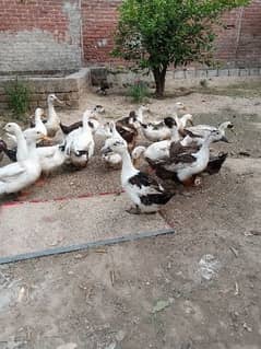 Desi Duck breedar & egg and chicks Avaliable03026458137