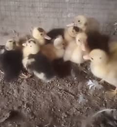 Desi Duck chicks Avaliable 03026458137