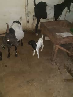 goat with kids 03154225575 wtsapp