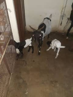 goat with kids 03154225575 wtsapp