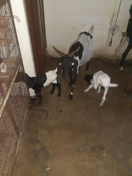 goat with kids 03154225575 wtsapp 0