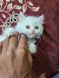 pure persian White Cat