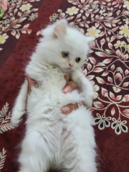 pure persian White Cat 1