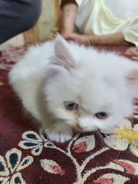 pure persian White Cat 3