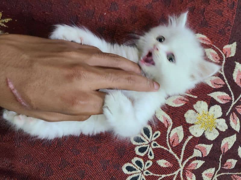 pure persian White Cat 4