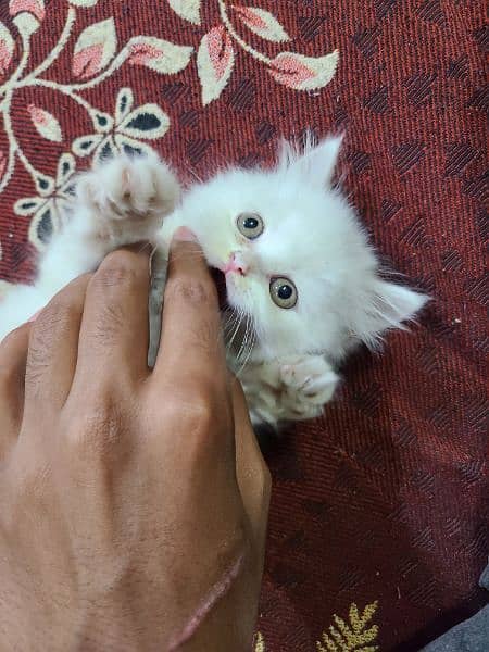 pure persian White Cat 5