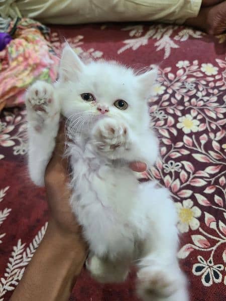pure persian White Cat 6