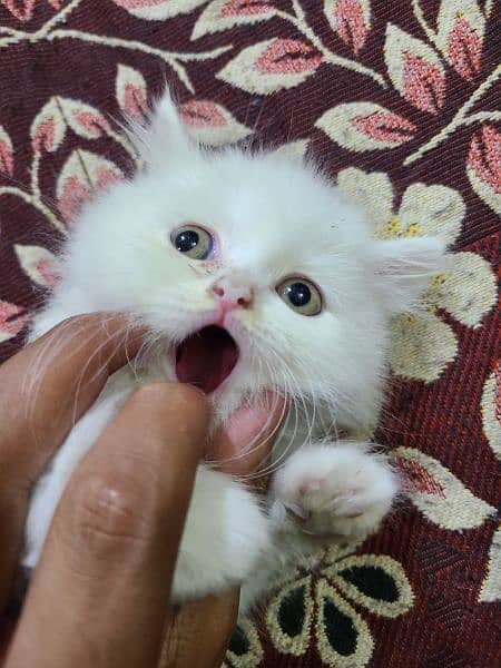 pure persian White Cat 7