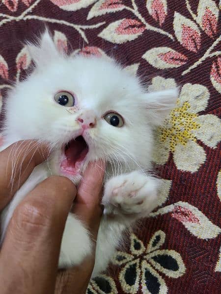 pure persian White Cat 8