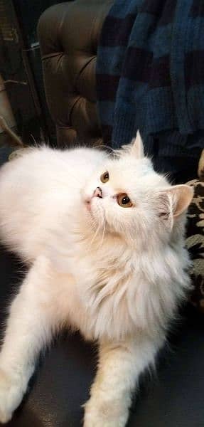5yrs Old Persian Cat for sale ONLY JOHAR TOWN 1