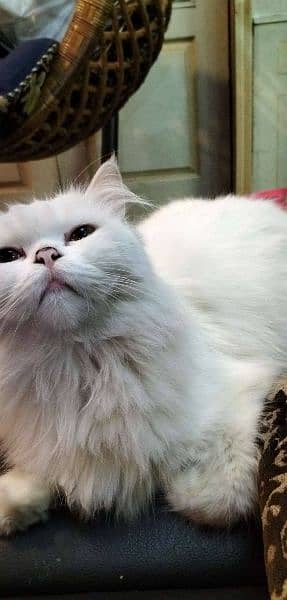 5yrs Old Persian Cat for sale ONLY JOHAR TOWN 2