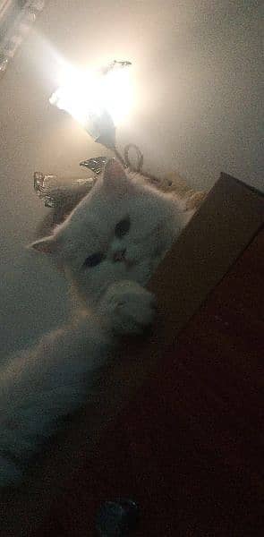 5yrs Old Persian Cat for sale ONLY JOHAR TOWN 3