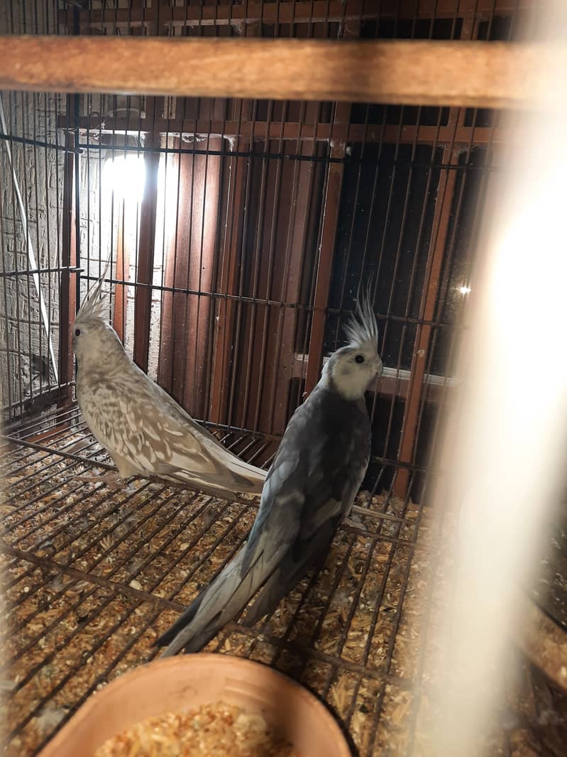 cockatiel bhi hai java whitr grey 12