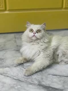 punched face triple coated persian cat