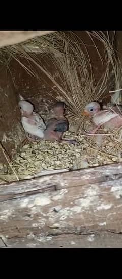 lovebird chicks for sale 2 albino black eye 1 blue fiaheri