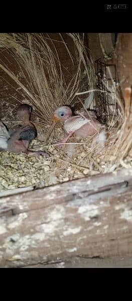 lovebird chicks for sale 2 albino black eye 1 blue fiaheri 1