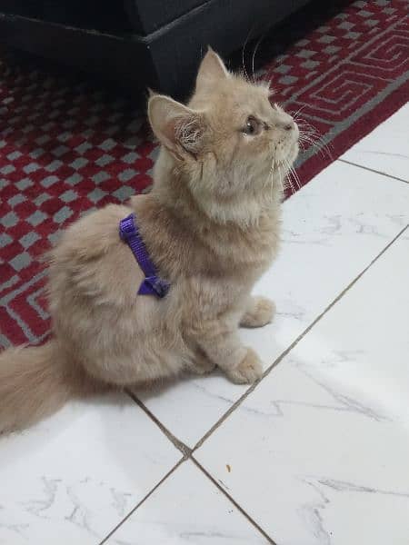 Persian cat 1