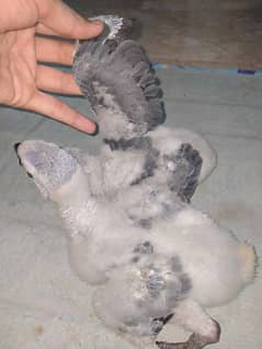 gray parrot babys/03156376925