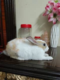 New Zealand breed rabbits of almost all ages