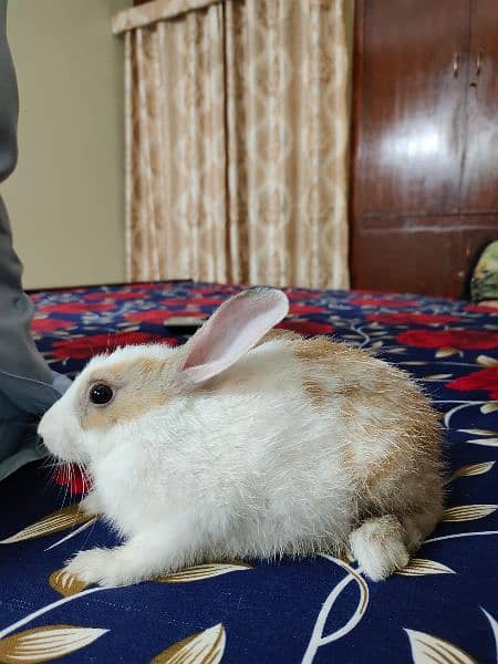 New Zealand breed rabbits of almost all ages 2
