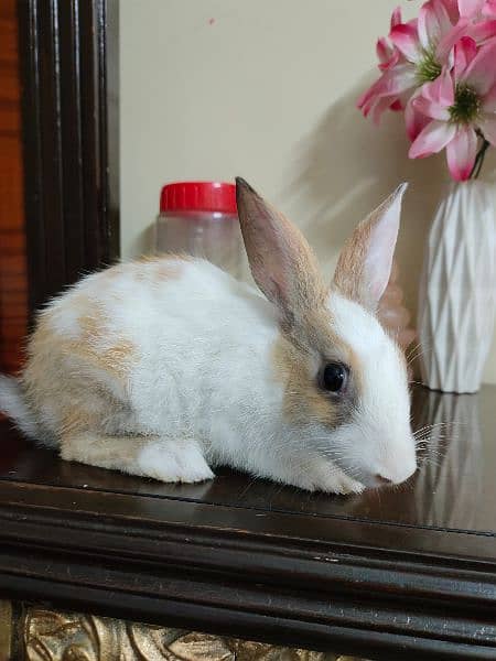 New Zealand breed rabbits of almost all ages 3
