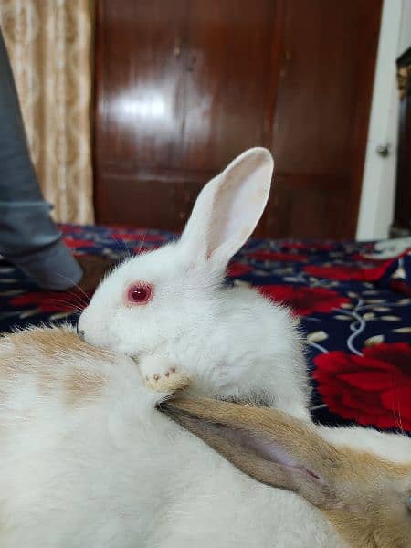 New Zealand breed rabbits of almost all ages 5